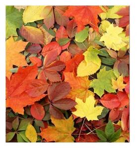 Флизелинов фототапет многоцветни листа 225 x 250 см