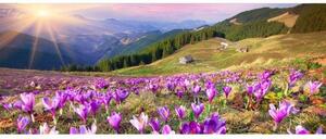 Панорамни флизелинов фототапет минзухари през пролетта 375 x 150 см