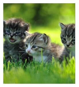Флизелинов фототапет котенца 225 x 250 см