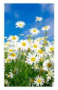 Флизелинов фототапет маргаритки 150 x 250 см
