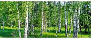 Панорамни флизелинов фототапет брезова горичка 375 x 150 см