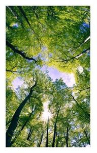 Флизелинов фототапет дървета в облаците 150 x 250 см