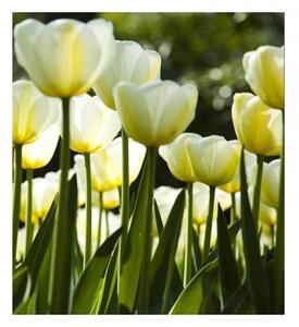 Флизелинов фототапет бели лалета 225 x 250 см