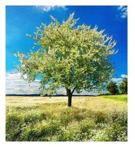 Флизелинов фототапет дърво на поляната 225 x 250 см
