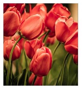 Флизелинов фототапет червени лалета 225 x 250 см