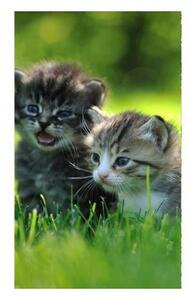 Флизелинов фототапет котенца 150 x 250 см