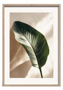 Печатна картина с включена рамка 50x70 cm Strelizia Leaf – Styler