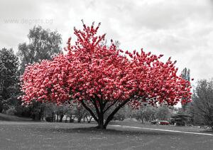 Фототапет Розов цвят