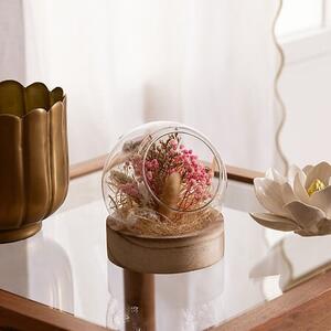 Декоративни цветя atmosphera Pria , 15 cm