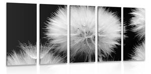 Картини от 5 части – Черно-бяло глухарче