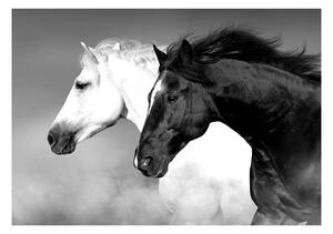 HORSE BLACK AND WHITE КАРТИНА 50/70СМ