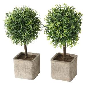 BOXWOOD ЧЕМШИР В КАШПА АСОРТИ 12/26 СМ