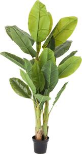 Декоративно растение Banana Tree 180cm