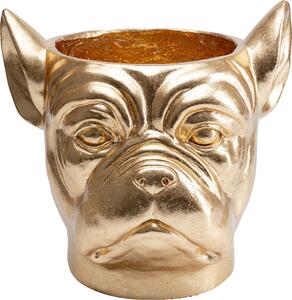 Саксия Bulldog Gold