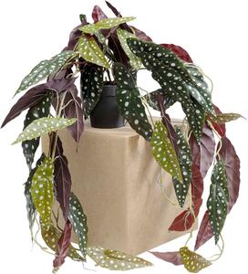 Деко Растение Begonia 45cm