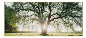 Картина 150x60 cm Tree in the Sun – knor