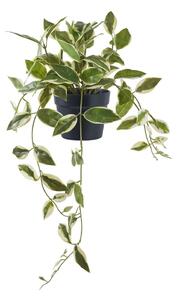 Изкуствено растение (височина 33 cm) Hoya Carnosa – House Nordic