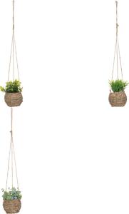Изкуствено растение atmosphera Zoе, 17 cm, Различни видове