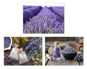 Картини в комплект от 3 бр. 30x40 cm Lavender - Casa Selección