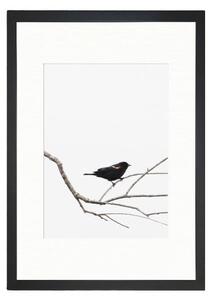 Плакат 24x29 cm Bird on the Branch - Tablo Center