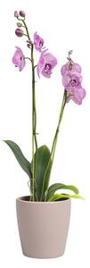 Керамична саксия за цветя ø 14 cm Thalia – Artevasi
