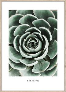 Плакат в рамка 50x70 cm Echeveria - Styler