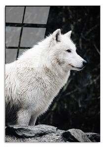 Живопис върху стъкло 70x100 cm White Wolf - Wallity