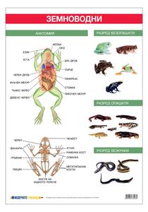 Cubos Ученическо табло ''Земноводни'', 70 x 100 cm