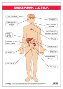 Cubos Ученическо табло ''Ендокринна система'', 70 x 100 cm