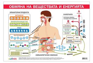 Cubos Ученическо табло ''Обмяна на вещества и енергия'', 100 x 70 cm