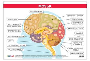 Cubos Ученическо табло ''Главен мозък'', 100 x 70 cm