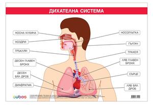Cubos Ученическо табло ''Дихателна система'', 100 x 70 cm
