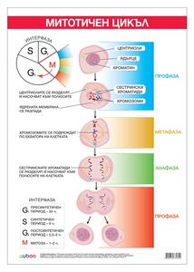 Cubos Ученическо табло ''Митотичен цикъл'', 70 x 100 cm