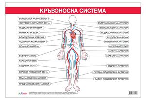 Cubos Ученическо табло ''Кръвоносна система'', 100 x 70 cm