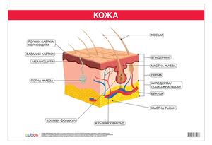 Cubos Ученическо табло ''Кожа'', 100 x 70 cm