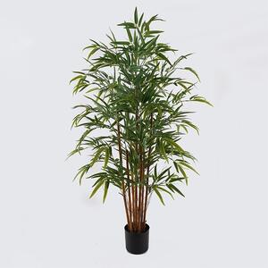 Декоративно саксийно растение Rhapis Palm Green 80x80x180 cm