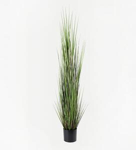 Декоративно растение Boxwood Boxwood Black 46x46x150 cm