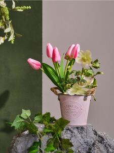 Sinsay - Декоративно растение – лалета - розов