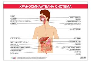 Cubos Ученическо табло ''Храносмилателна система'', 100 x 70 cm