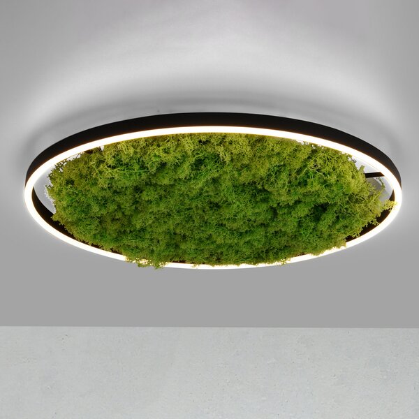 JUST LIGHT. GmbH Светодиодна лампа за таван Green Ritus, мъх с възможност димиране Ø58,5cm, Затъмняване, Зелен, Дневна/трапезария, Модерен
