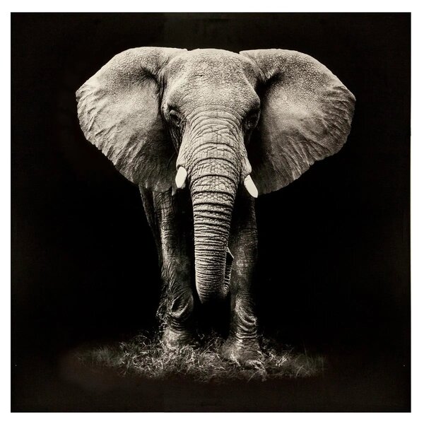 Картина atmosphera Elephant, Принт на платно 100x100 см