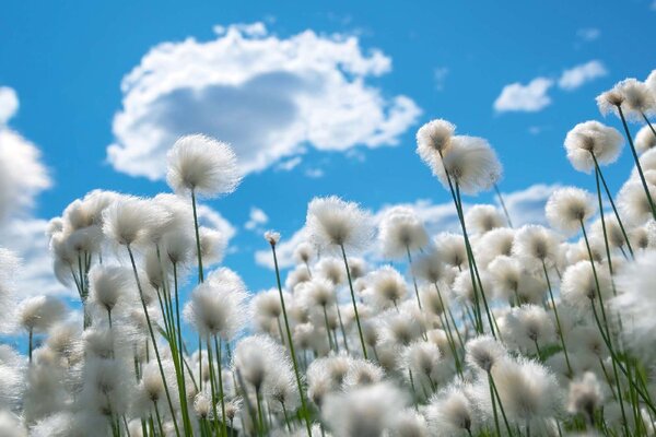Флизелинов фототапет цъфтящ памук 375 x 250 см