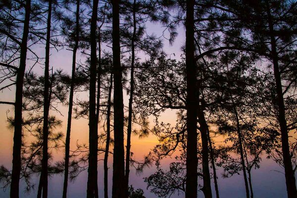 Флизелинов фототапет тайландски парк 375 x 250 см