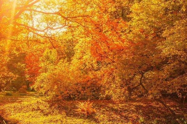 Флизелинов фототапет есенни кленови дървета 375 x 250 см