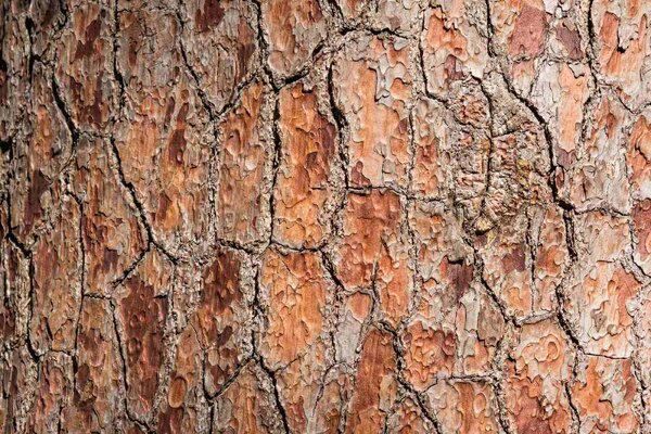 Флизелинов фототапет детайли за дърво 375 x 250 см
