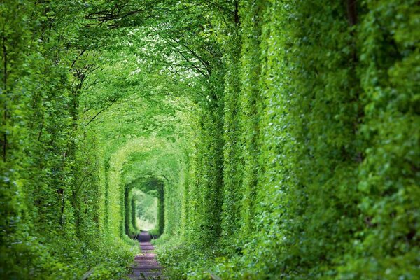 Флизелинов фототапет зелен тунел 375 x 250 см
