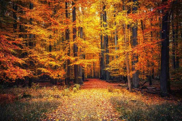 Флизелинов фототапет пътека в есенния парк 375 x 250 см