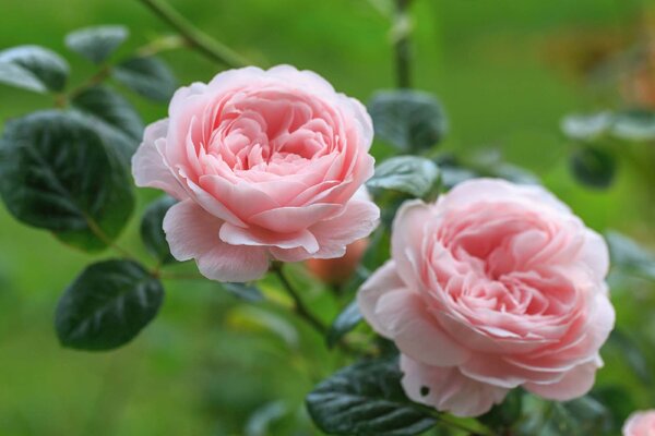 Флизелинов фототапет английска роза 375 x 250 см