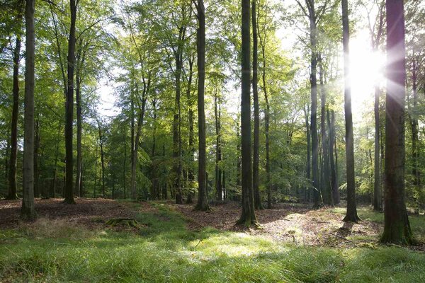 Флизелинов фототапет бук през есента 375 x 250 см