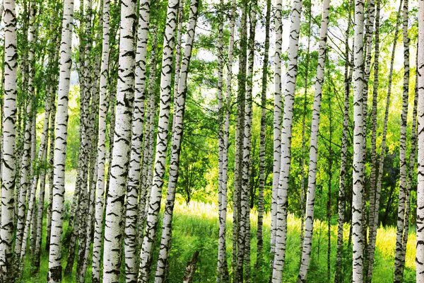 Флизелинов фототапет брезова гора 375 x 250 см